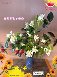 鹿児島ちゃんこ 霧島店(霧島市) しずか