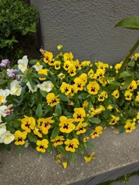 待ちナビ　あまね