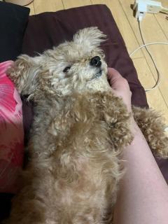 夜這い専門人妻俱楽部花魁　♡りおん♡