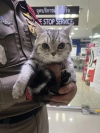にゃんと(ﾛ; )