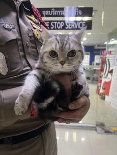 にゃんと?(???; )?