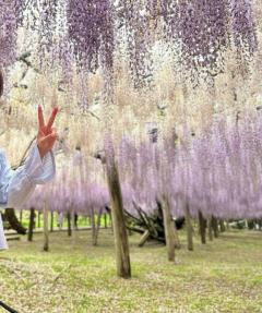 藤の花