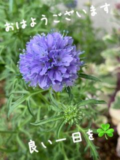 爆安＜元祖＞どすこい倶楽部 しょう子(宮崎店) お早うございます