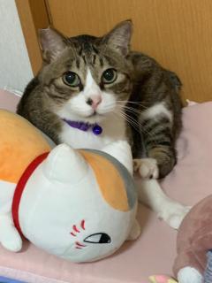 爆安＜元祖＞どすこい倶楽部 しょう子(宮崎店) [お題]from:猫飼いたいさん