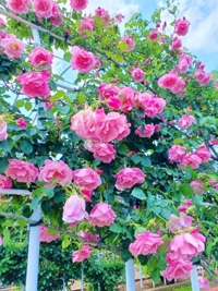 有り難うございます