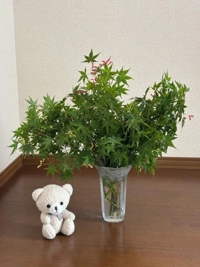 初夏のもみじ