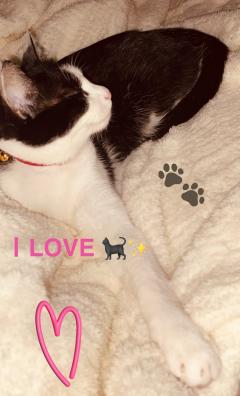 愛猫紹介🐈‍⬛✨