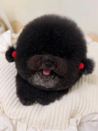 (*´ω`*)