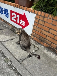 犬派？猫派？