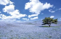 O様