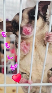 行くか！