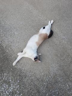 おはようございます( ?ω? )