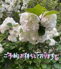 マドンナSANSAIN　和香（体験♪）
