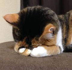 すみません?