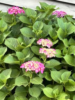 紫陽花