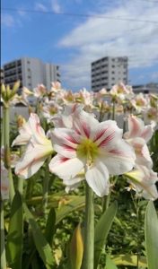  あすか★沖縄の綺麗な姉系人妻
