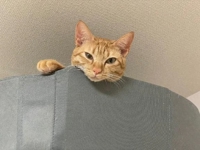 来週の出勤日