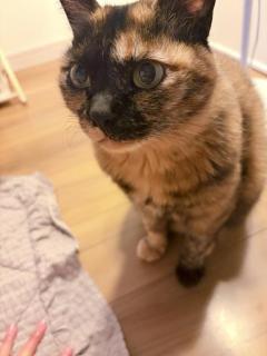 お母さんみたい 