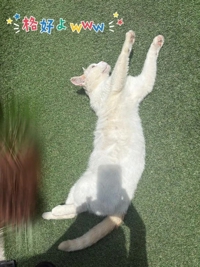 野良猫ちゃん