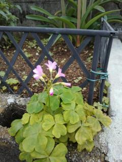 クローバーの花