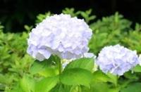 ありがとうございます