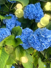 久しぶりに散歩
