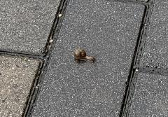 保険屋のおばちゃん　しほ