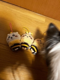 お前も連続かーいΣ＼(ﾟДﾟ;)