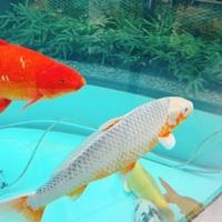 鹿児島ちゃんこ 霧島店(デリヘル) うい