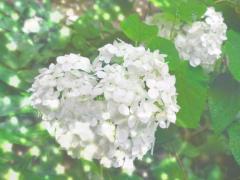 clubNOA　◆みすず◆