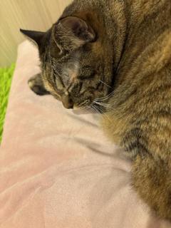 鹿児島ちゃんこ 天文館店　たお