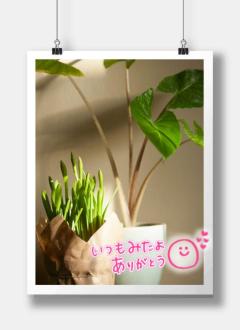 JaPON　真子ﾏｺ