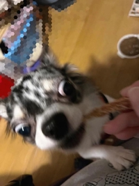 オヤツの時にだけ別犬になります