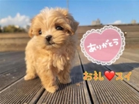 お礼