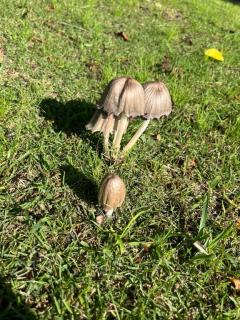 ただの、、、