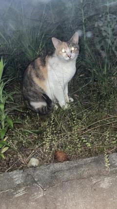 人妻ステーションポータブル　さよ