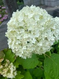 待ちナビ　まな