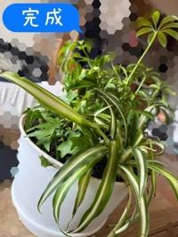 寄せ植え