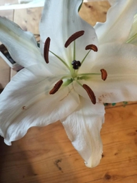 薩摩♂風俗の神様鹿児島店 にあ  お花.*
