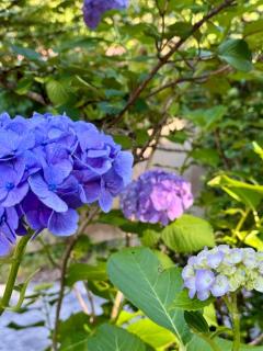 鹿児島ちゃんこ薩摩川内店 すいれん 綺麗な紫陽花さん?
