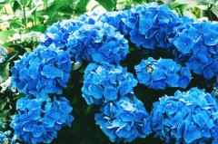 紫陽花