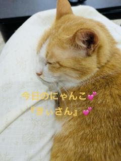 今日のにゃんこさん(=^x^=)
