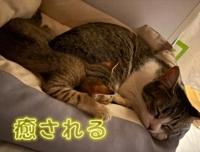 Luxury　青島りこ