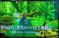 パパがんばれ