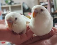 harmonyハーモニー　