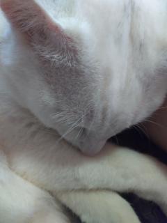 保険屋のおばちゃん　