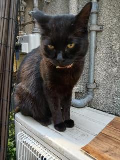 ぽちゃカワましゅまろ～GRINDグループ～ 宮崎市デリヘル 体験まさき 写メ日記「こんにちは」