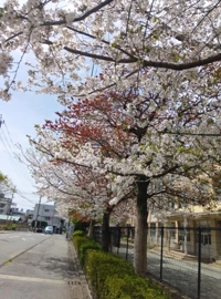 ドラマ