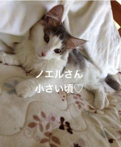 きゃうのニャンコ🐈‍⬛