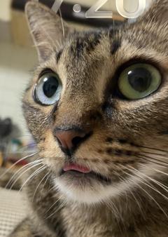 今日のニャンコ🐈‍⬛
